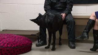 Ohio Sheriff Deputies Investigating After Dog Found With What Appears to Be Gunshot Wound