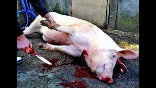 Killing Pig 2018