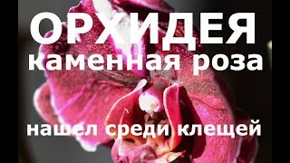 орхидея КАМЕННАЯ РОЗА уцененка за 199 рублей, пересадка