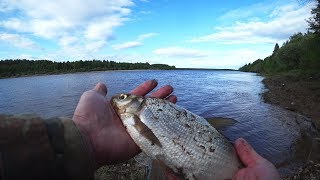 РЫБАЛКА НА ДОННУЮ СНАСТЬ. РЕКА ВЫЧЕГДА. РЫБАЛКА 2019.