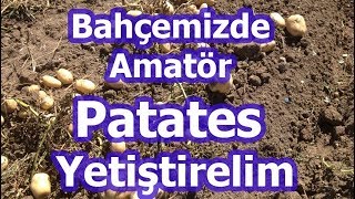 Basitçe Patates Nasıl Ekilir? Patates Nasıl Yetişir