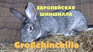 Европейская Большая Шиншилла в России/Кролик Großchinchilla