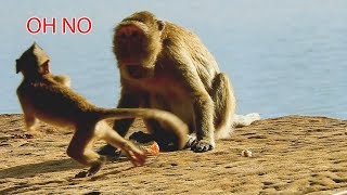 MG ! BULLY NO REASON ! Pity poor baby Lola fearful big monkey torture her | Lola escape fast