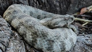 Six minutes documentary about Cyprus Blunt-nosed viper by George Konstantinou
