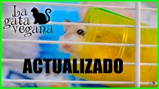 ACTUALIZACIÓN DE LA JAULA DEL HÁMSTER MARVIN / CAMBIOS EN LA JAULA Y JUGUETES +  EXPLICACIONES