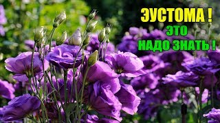 СЕКРЕТЫ КОТОРЫЕ ВЫ ДОЛЖНЫ ЗНАТЬ ПРИ ВЫРАЩИВАНИИ ЭУСТОМЫ!