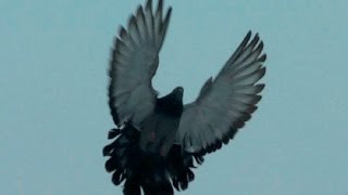 Николаевские торцовые голуби ("Ukrainian Skycutters", pigeons, أحمد مكي, gołębie)