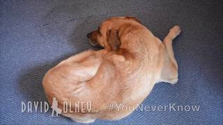 David Olney "You Never Know" (April 24, 2018) Songwriter Series
