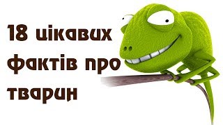 18 цікавих фактів про тварин та їх середовище існування