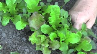 Harvesting Lettuce Salad Mix: Arugula and Mesclun