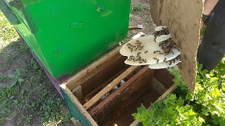 СОЕДИНЕЯМ РОИ ПЧЕЛ! 30.05.2019