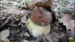 За белыми грибами  Новые грибные места. Неожиданно услышал...