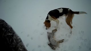 ШОК!!! Слепые зайцы! Охота на зайца с Русской Пегой Гончей.