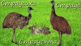 Домашние Животные Мультики для Детей Птицы и их птенцы