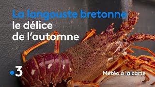La langouste bretonne, le délice de l'automne - Météo à la carte