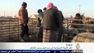 المواشي والدواجن في ريف دير الزور