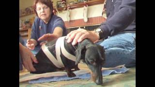 T-Touch and dog who can not walk