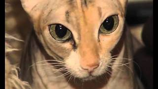 Донские сфинксы Анны Колосковой (Раманович) / Don Sphinx cats