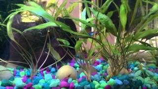 5 Gal Fluval Chi - Crypt Better Than Expected