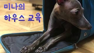 강아지 하우스 교육 시키기 누구나 할 수 있어요! (이탈리안 그레이하운드 / 귀여운 강아지) ItalianGreyhound