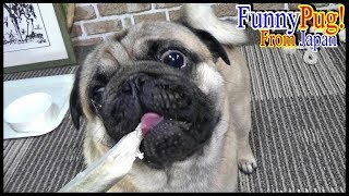 《超ブサかわパグ動画》うちのパグ　初めてササミを丸１本見せたら、こうなります（笑）やっぱり大好物には目がないんです。パパのテンション半端ない!?『おまめ日記』