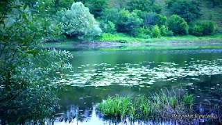 КРАСИВОЕ ВИДЕО...! Утренние ЗВУКИ ПРИРОДЫ и ПЕНИЕ ПТИЦ на реке для релакса и МЕДИТАЦИИ  ? ?