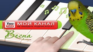 КРАСИВОЕ ВЕСЕННЕЕ ПЕНИЕ ПОПУГАЯ/ПОЮЩИЙ ПОПУГАЙ/ПЕНИЕ ПТИЦ/ГОЛОСА ПТИЦ/зеленый попугайчик TV