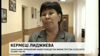 Зимовка скота в Калмыкии проходит успешно