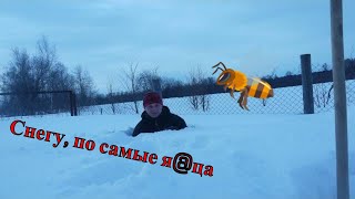 Выставка пчел, первые работы на пасеке 2018  Bring the bees out of wintering. Spring at the apiary
