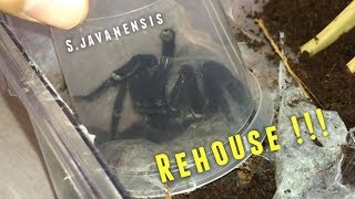 Selenocosmia javanensis (Java Yellow Knee) Tarantula REHOUSE !!!