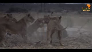 Wild Fauna / Битва прайдов / Lion Kingdom / 2-Охотник на гигантов