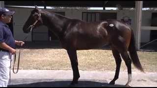 Court Vision colt named Heated Verdict West Point Thoroughbreds Horse Racing Partnerships