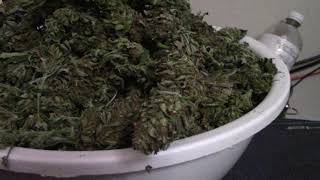 4x4 grow tent flower dried and harvest weight (2020) under KingBrite HLG  V3 LM301H LEDs