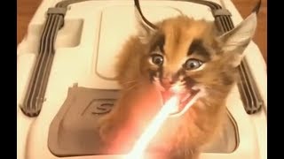 Как мяукает котенок каракала