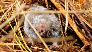 소리 지르는 한성깔 두더지와 소심한 아기 다람쥐 Screaming Angry Mole And Wary Baby Chipmunk