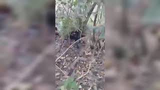 Amazing Cheetah
Leopard Vs Dog Real Fighting