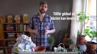 Så får du dina växter att frodas