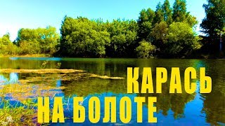 Ловля КАРАСЯ в ИЮНЕ на БОЛОТЕ. Насадка ВОЗДУШНАЯ ПШЕНИЦА