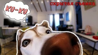 ЧТО ДЕЛАЕТ СОБАКА КОГДА ОСТАЕТСЯ ОДНА ДОМА! СКРЫТАЯ КАМЕРА!