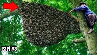 Berburu Madu Lebah Hutan Liar part#2 | Hunting Honey Bee Forest