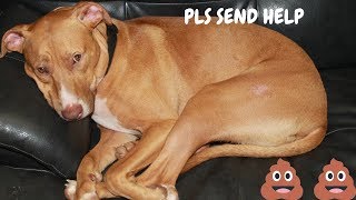 Dog POOPS in car while driving / Funny Dog Poop Videos     WARNING GRAPHIC CONTENT