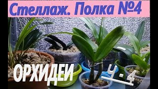Орхидеи.  Выращивание на стеллаже.  Обзор.  Ч-4