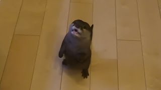 カワウソさくら 恵方巻をほおばるカワウソと豆をまかれる猫 Setsubun day otter and cat