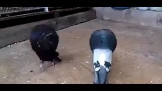 حمام النفاخ اغرب انواع الحمام
