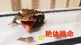 ガマグチさん　アメリカザリガニを食べる　ガマガエル（ヒキガエル）　ツリアメ