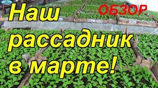 Обзор нашего рассадника на 19 марта 2018 года! Огурцы, помидоры, петуния - в одном видео!