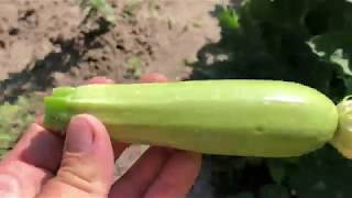 Самый лучший сорт кабачков - Ранний красавчик (Китай).
