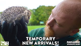 Rescued Hedgehogs | Paradise Wildlife Park