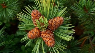 Как вырастить кедр из орешка в домашних условиях ЧАСТЬ 2 (How to grow pine nuts from home PART 2)