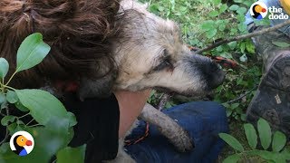 Dog Missing for 30 Hours Rescued From Small Hole | The Dodo